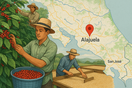 From Volcanic Soil to Your Cup: The Bright Story of Alajuela Coffee