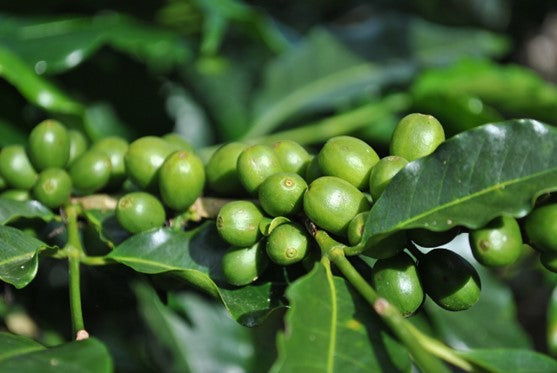 Costa Rican Coffee: A Journey Through the Rich History and Unique Flavors